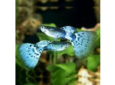 Poecilia reticulata / Guppy Male Blue Cobra L