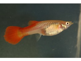 Poecilia reticulata / Guppy female red L
