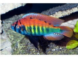 Haplochromis nyererei Male 10-12