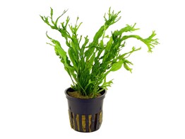 Microsorum Windelov  crisped leaves   pot 
