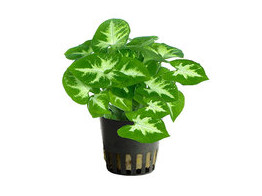 Syngonium wit/groen - blanc/vert  pot 