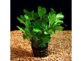 Shinnersia groen / vert  pot 
