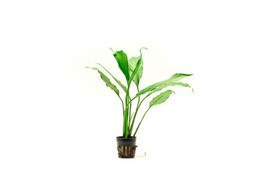Spathiphyllum groen / vert  pot 