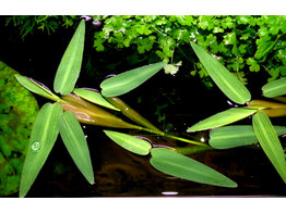 Hygroyza aristata - by 10 plants