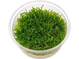 Flame moss  Taxiphyllum sp.   in vitro 