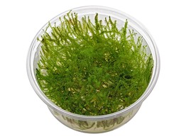 Stringy moss  Leptodictyum riparium   in vitro 