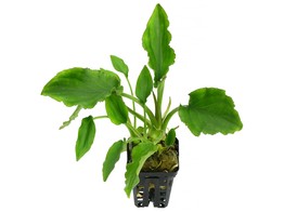 Lagenandra sp green   pot 