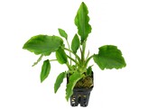 Lagenandra sp green   pot 