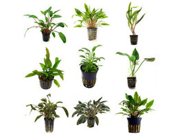 Selected Cryptocoryne - 30 potten - T