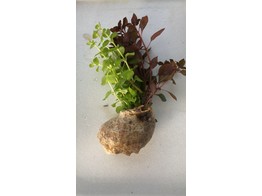 Schelp / Cocquille - 2 plants in 1 schelp /coquille