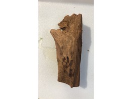 Kienhout Mangrove 12-16 cm  Bestellen / 10 