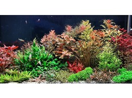 Aquariumplanten / Plantes d aquarium  hand picked 
