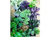 Terrariumplanten / Plantes pour terrarium   hand picked 
