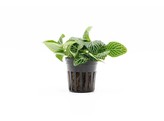 fittonia green- not rooted  pot 