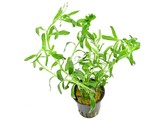 Heteranthera zolsterfolia  pot 