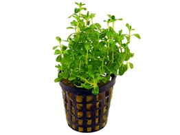 Bacopa lanigera  white/green   pot 