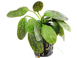 Echinodorus Green Flame  pot 