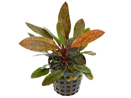 Echinodorus harbig red  pot 
