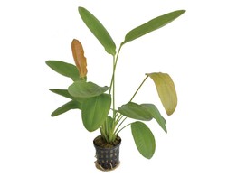 Echinodorus osiris - rubra  pot 