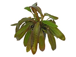 Echinodorus rubin  pot 