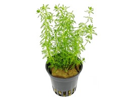 Myriophyllum guyana  pot 