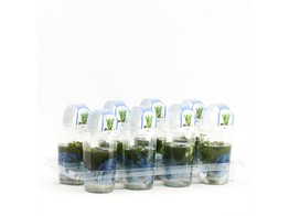 mix oxygen plants 9 cm cup