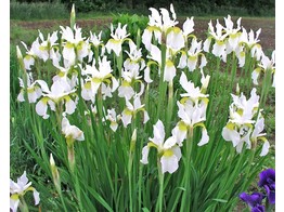 Iris sibirica  Snow Queen 