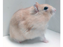 Russische hamster oranje vrouw  /  Hamster russes orange femelle   certifica a t