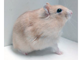 Russische hamster oranje vrouw  /  Hamster russes orange femelle   certifica a t