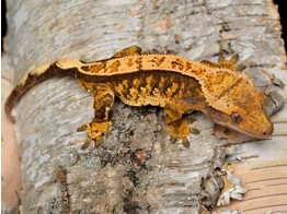 Correlophus ciliatus Crested Gecko Harlekin Pinstripe Nakweek / Elevage S-M