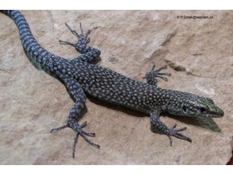 Dalmatolacerta oxycephala Sharp-snouted Rock Lizard S-M Nakweek / Elevage