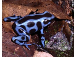 Dendrobates auratus Dartfrog Blue S-M Nakweek / Elevage