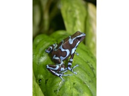 Dendrobates auratus Dartfrog Super Blue S-M Nakweek / Elevage