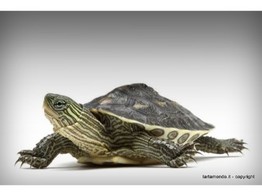Mauremys sinensis Chinese stripe neck turtle S Nakweek / Elevage