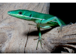 Takydromus smaragdinus Esmerald Long Tailed Lizard  S-M Nakweek / Elevage