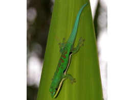 Phelsuma dorsivittata Colored Lined Day Gecko S-M Nakweek / Elevage