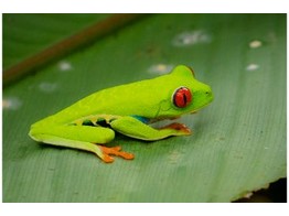 Agalychnis callidryas Red Eyed Tree Frog S Nakweek / Elevage