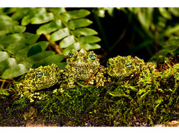 Theloderma corticale Mossy Frog Nakweek / Elevage S
