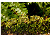 Theloderma corticale Mossy Frog Nakweek / Elevage  S-M