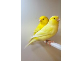 Serinus canaria geel / jaune  jong 2022/jeune 2022 