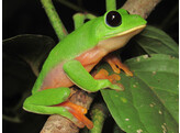 Agalychnis moreletii Black Eyed Tree Frogs Nakweek / Elevage S