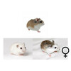 Roborovski hamster mix vrouw  /  Hamster roborovski mix femelle