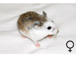 Roborovski hamster gekl. vrouw  /  Hamster roborovski colore femelle