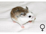 Roborovski hamster gekl. vrouw  /  Hamster roborovski colore femelle