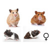 Goudhamster mix vrouw  /  Hamster d ore mix femelle
