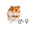 Goudhamster wildkleur beide geslachten  /  Hamster d ore couleur sauvage 2 sexes