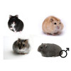 Russische hamster mix man  /  Hamster russes mix male