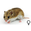 Chinese hamster vrouw  /  Hamser chinois femelles