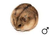 Campbelli hamster man  /  Hamster campbell male