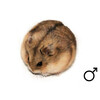 Campbelli hamster man  /  Hamster campbell male